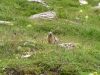 marmotte