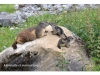 marmotte et marmotons