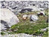 chamois