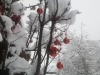 chalet Les Dornieres